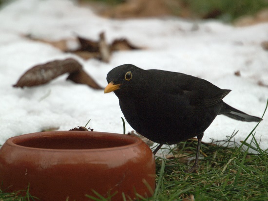 Ursprünglich ein Waldbewohner nun erfreut die Amsel uns mit ihrem Gesang (Bild: Karl Hepp)