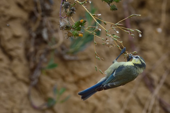 Die Blaumeise ein Akrobat in den Zweigen (Bild: © Michael Schiller) Die Blaumeise ein Akrobat in den Zweigen (Bild: © Michael Schiller)