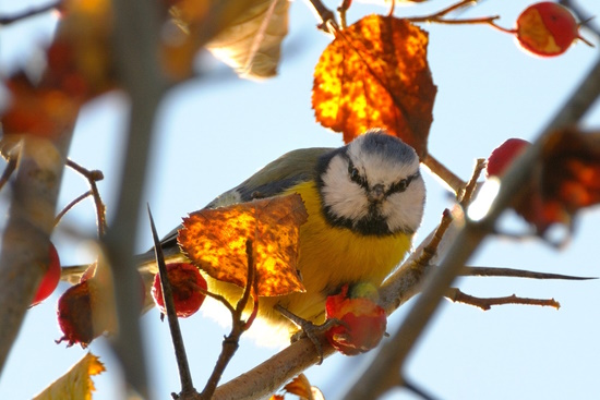 Platz der Winterzählung ging an die Blaumeise (Bild: © Michael Schiller)