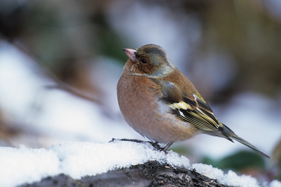 Die Buchfinken-Männchen gehören zu den farbenprächtigsten Vögeln in unseren Gärten (Bild: © Raimund Linke)