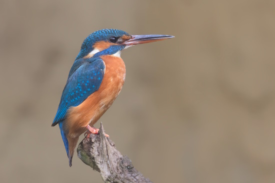 In kalten Wintern, wenn die Gewässer zugefroren sind, haben die Eisvögel ein großes Problem (Bild: © Gunther Zieger)