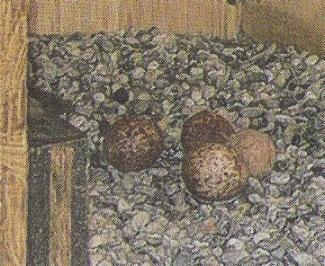 Vier Eier liegen im Falkennest (Bild: © Main-Post)