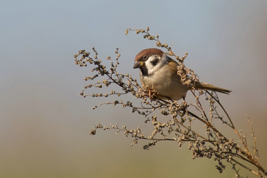 Den Feldsperling kann man auch zur Winterszeit in unseren Gärten beobachten (Bild: © Markus Gläßel)