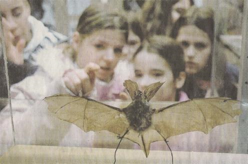 Auch für junge Menschen sind Fledermäuse faszinierende und geheimnisvolle Säugetiere (Bild: © Main-Post)