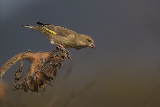 Ein rätselhaftes Grünfinkensterben lässt Vogelschützer Alarm schlagen (Bild: © Gunther Zieger)
