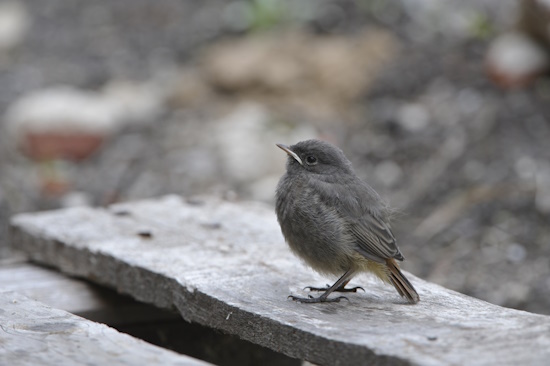 Hausrotschwanz - Jungvogel (Bild: © Maximilian Dorsch)