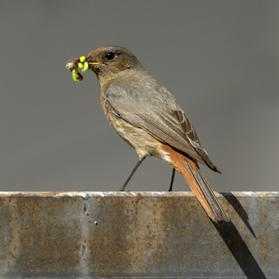 Hausrotschwanz - hier ein Weibchen - mit Nahrung für die Jungvögel (Bild: © Maximilian Dorsch)