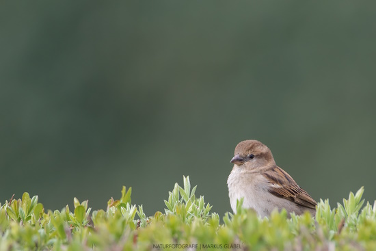 Der Haussperling, oder Spatz, ist wieder Spitzenreiter bei der Winterzählung (Bild: © Markus Gläßel) Der Haussperling, oder Spatz, ist wieder Spitzenreiter bei der Winterzählung (Bild: © Markus Gläßel)