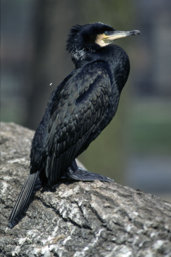 Der Kormoran - bei den Fischern nicht beliebt (Bild: © Raimund Linke) Der Kormoran - bei den Fischern nicht beliebt (Bild: © Raimund Linke)