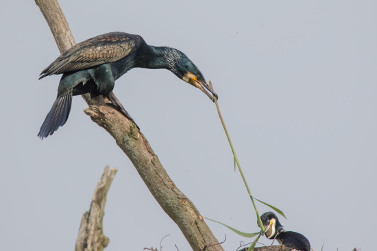 Kormoran beim Nestbau - viele wollen sie am Main nicht sehen (Bild: © Gunther Zieger)