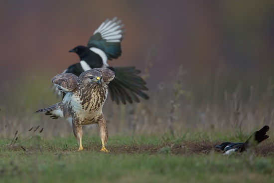 Bussard wird selbst attackiert - von Elstern (Bild: Gunther Zieger)