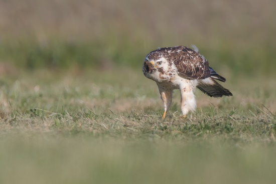 Mäusebussard hat eine Maus erbeutet - die scheuen Vögel verteidigen ihren Horst allerdings mit allen Mitteln (Bild: Gunther Zieger)