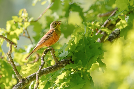 Bemerkung des LBV, KG Würzburg: Der Ortolan ist in Bayern stark gefährdet (Bild: © Gunther Zieger) Bemerkung des LBV, KG Würzburg: Der Ortolan ist in Bayern stark gefährdet (Bild: © Gunther Zieger)