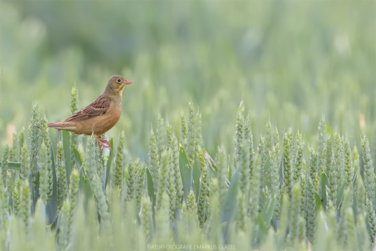 Der Ortolan - nach der Roten Liste der Brutvögel Bayerns inzwischen eine Art 1 = "vom Aussterben bedroht" (Bild: © Markus Glässel)