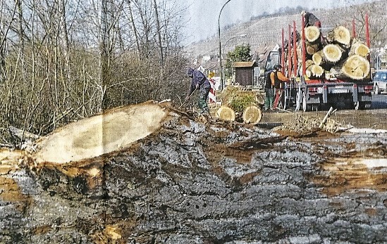 Abgeholzt: 20 Bäume wurden auf Frickenhäuser Gemeindegebiet gefällt (Bild: Claudia Schuhmann)