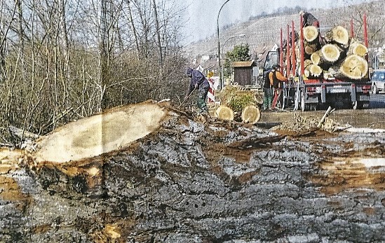 Abgeholzt: 20 Bäume wurden auf Frickenhäuser Gemeindegebiet gefällt (Bild: Claudia Schuhmann) Abgeholzt: 20 Bäume wurden auf Frickenhäuser Gemeindegebiet gefällt (Bild: Claudia Schuhmann)