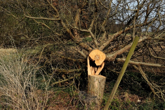 Dieser Baum wurde gerodet, hier ist nichts mehr zu machen (Bild: Michael Schiller)