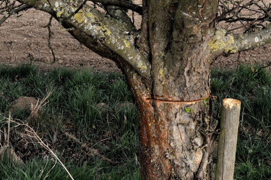 Hier war wohl der Stamm zu dick, dieser Baum kann gerettet werden (Bild: Michael Schiller)