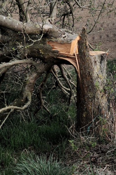 Dieser Baum wurde wie die anderen mutwillig zerstört (Bild: Michael Schiller)