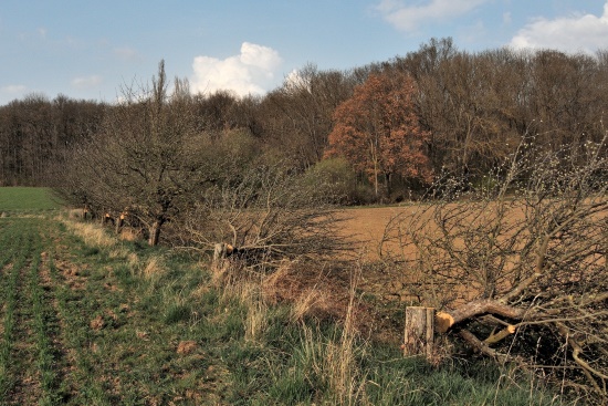 30 gesunde Obstbäume wurden hier einfach zerstört (Bild: Michael Schiller)