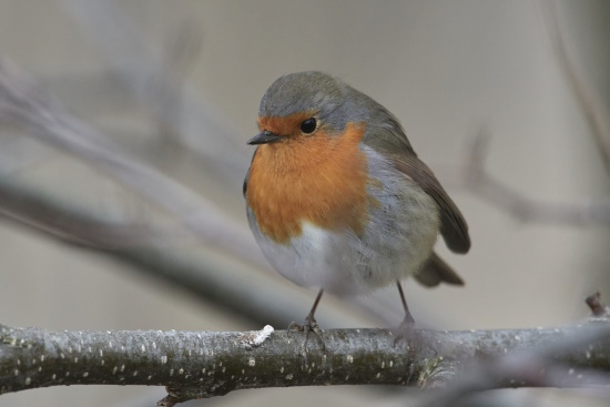 Im Winter ist das Rotkehlchen oft Gast an Futterstellen (Bild: © Michael Schiller)