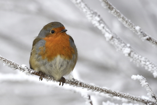 Rotkehlchen sind Teilzieher und überwintern in Italien, Frankreich und auf der Iberischen Halbinsel (Bild: © Michael Schiller)