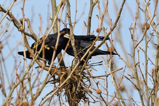 Saatkrähen beim Nestbau (Bild: © Michael Schiller)