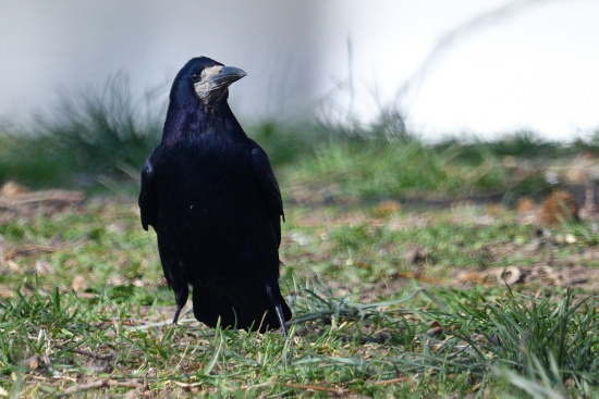 In den Wintermonaten können Tausende von Saatkrähen auch in Innenstädten erlebt werden (Bild: © Michael Schiller)