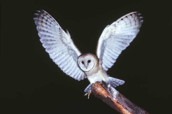 Die Schleiereule die einen fasziniert (Bild: © Raimund Linke) Die Schleiereule die einen fasziniert (Bild: © Raimund Linke)