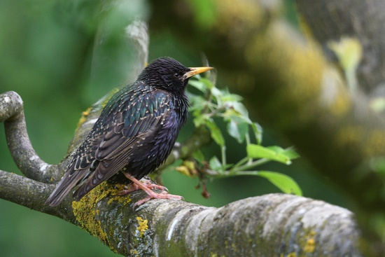 Stare besitzen ein schwärzliches Gefieder das einen metallisch grünlichen Glanz hat (Bild: © Michael Schiller)