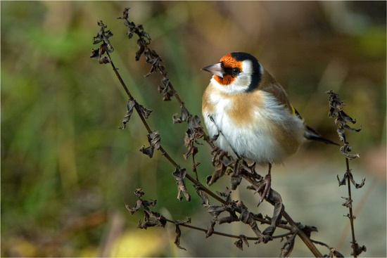 Der Stieglitz ist ein vertrauter Brutvogel und Wintergast in unseren Naturgärten (Bild: © Maximilian Dorsch)