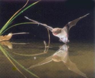 Die Wasserfledermaus lebt in der Regel in Gewässernähe