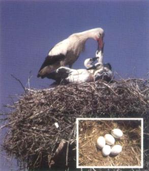 Fütterung der Jungvögel Fütterung der Jungvögel