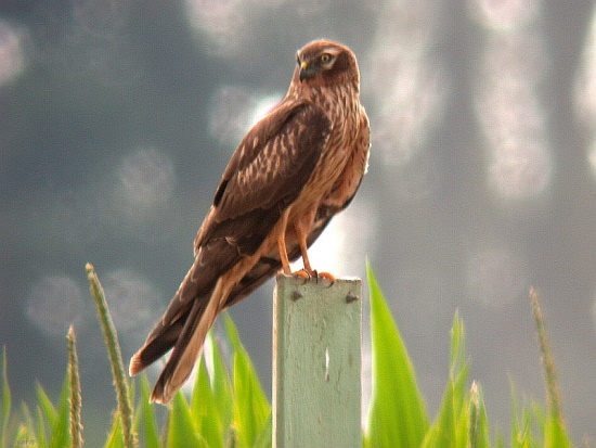 Wiesenweihe-Jungvogel (Bild: © Konrad Bauer)