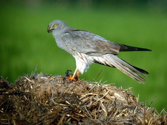 Wiesenweihen-Männchen: Wiesenweihen sind keine Vogeljäger sondern Feldmäuse stehen auf dem Speiseplan (Bild: © Konrad Bauer)