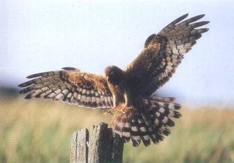 Auch die Wiesenweihe, die übrigens keine Vögel jagt, hat ein Recht auf Schutz