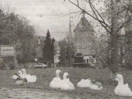 Wo sind die Gänse abgeblieben (Bild: © Main-Post) Wo sind die Gänse abgeblieben (Bild: © Main-Post)