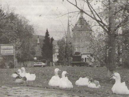 Wo sind die Gänse abgeblieben (Bild: © Main-Post)