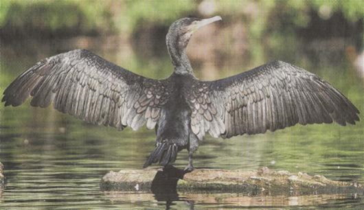 Der Kormoran ist der "Vogel des Jahres 2010"