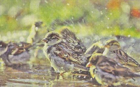 Gefiederpflege ist wichtig um die lästigen Parasiten loszuwerden (Bild: © Main-Post)