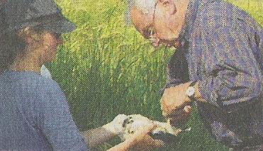 Die Biologen beringen eine junge Wiesenweihe (Bild: © Main-Post)