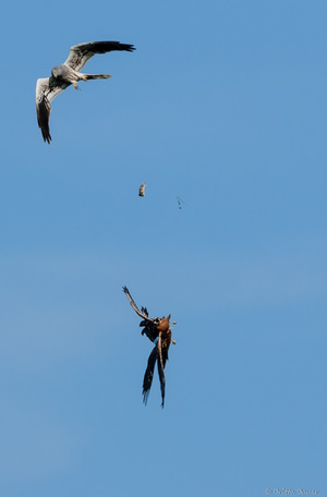 Die Wiesenweihe hier eine Beuteübergabe vom Männchen zum Weibchen (Bild: © Britta Bauer)