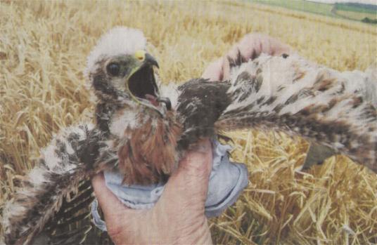 Eine junge Wiesenweihe wird gewogen und mit einer Flügelbinde versehen (Bild: © Main-Post)