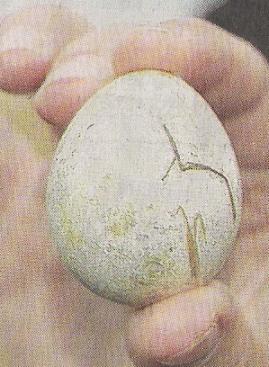Das Ei der Wiesenweihe ist eher klein (Bild: © Main-Post)