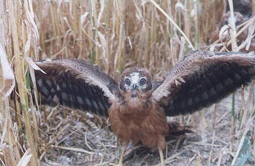 Wiesenweihe - Jungvogel im Nest - sein Überleben wurde gesichert (Bild: © LBV privat)