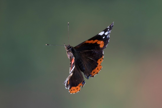 Fertiger Falter des Admirals mit leuchtenden Farben (Bild: © Naturfoto Frank Hecker)