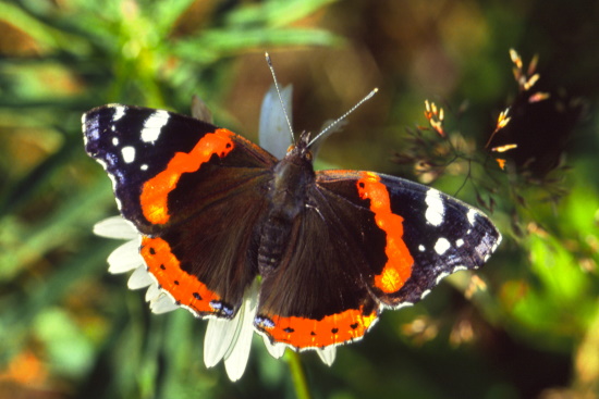 Der Admiral gehört zu unseren farbenprächtigsten Schmetterlingen (Bild: © Georg Wendinger)