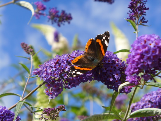 Admirale saugen gern den Nektar an Sommerflieder-Blüten (Bild: © Wolfgang Höfer)