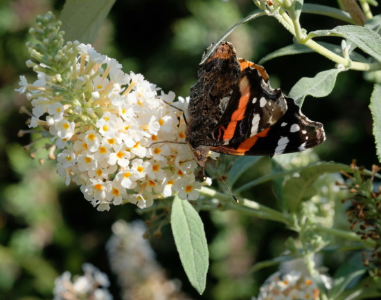 Ein Admiral an einem Sommerflieder - suchen Sie doch einmal die "980" (Bild: © Makrowilli)