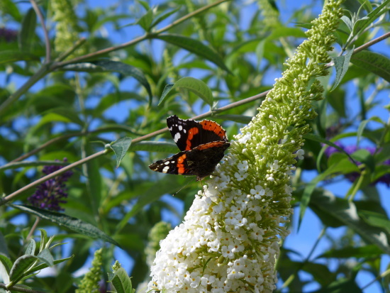 Ein Admiral an einer Nektarpflanze - dem Sommerflieder (Bild: © Wolfgang Höfer)